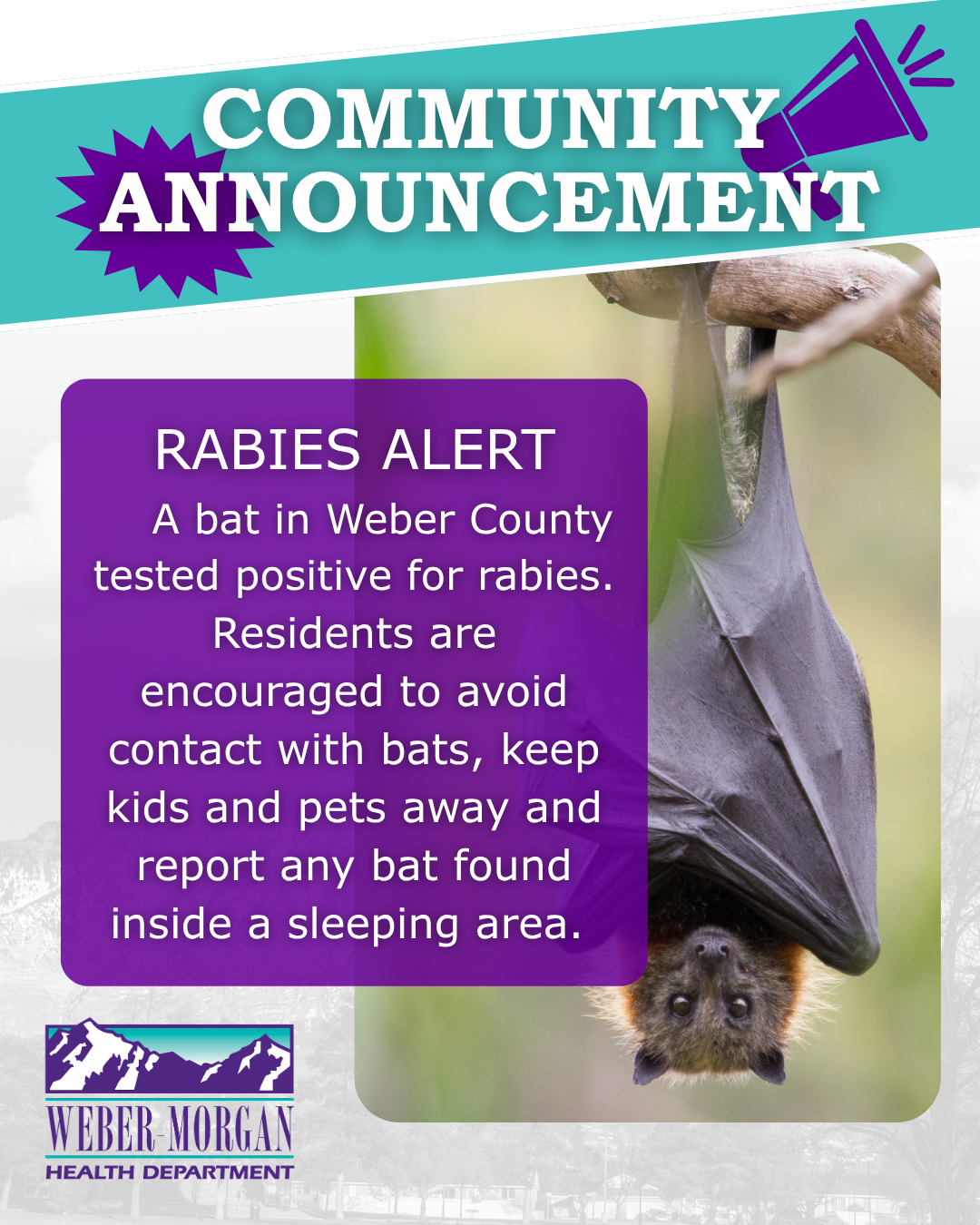 Avoid Touching Bats, Update Pet Vaccinations to Prevent Rabies | Weber ...